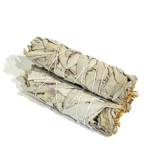 美國加洲白鼠尾草
