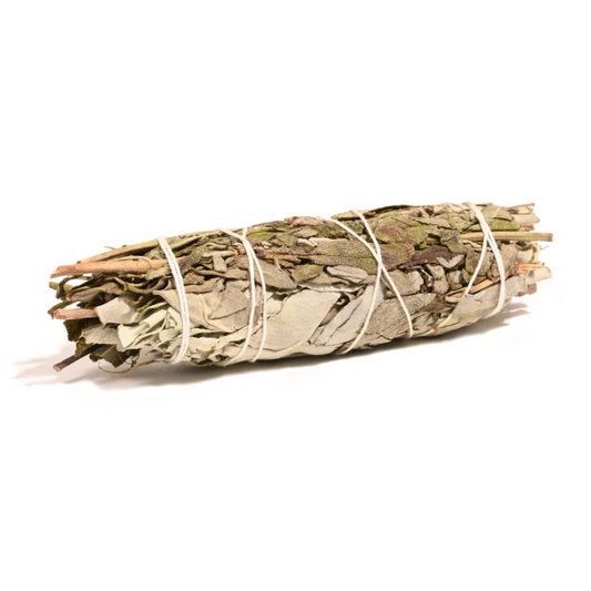 白鼠尾草薰衣草 3-4吋