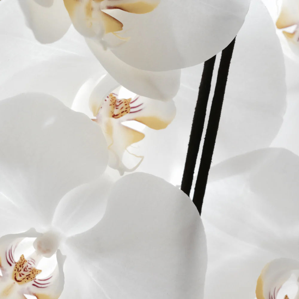 Sacred Elephant White Orchid Spécialiste Connoisseur Incense I Sweet & Tenacious