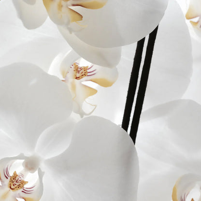 Sacred Elephant White Orchid Spécialiste Connoisseur Incense I Sweet & Tenacious